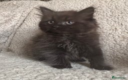 Ragdoll cats for sale: Gorgeous Kittens Available  - Image 12