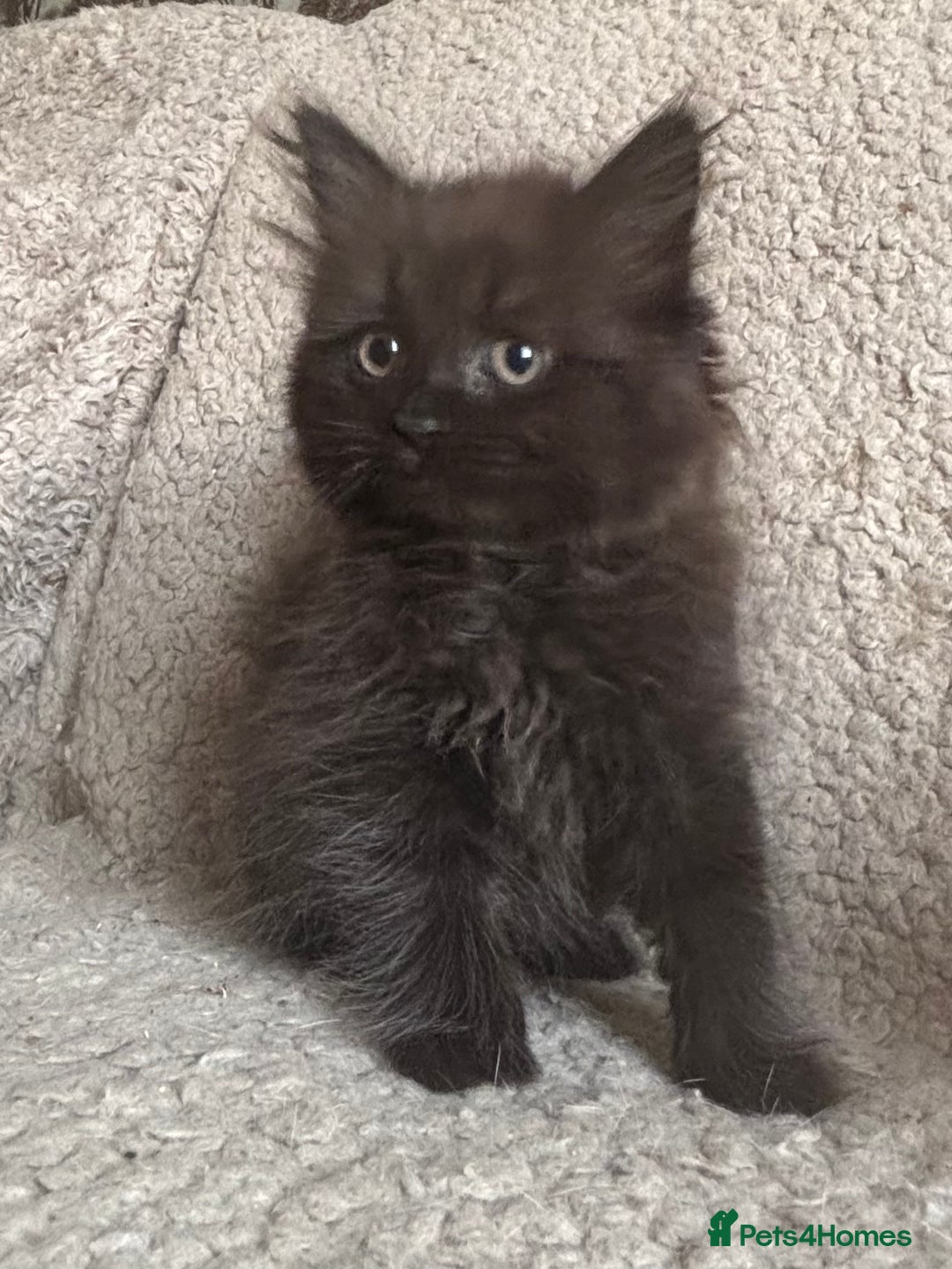 Ragdoll cats for sale: Gorgeous Kittens Available  - Image 12