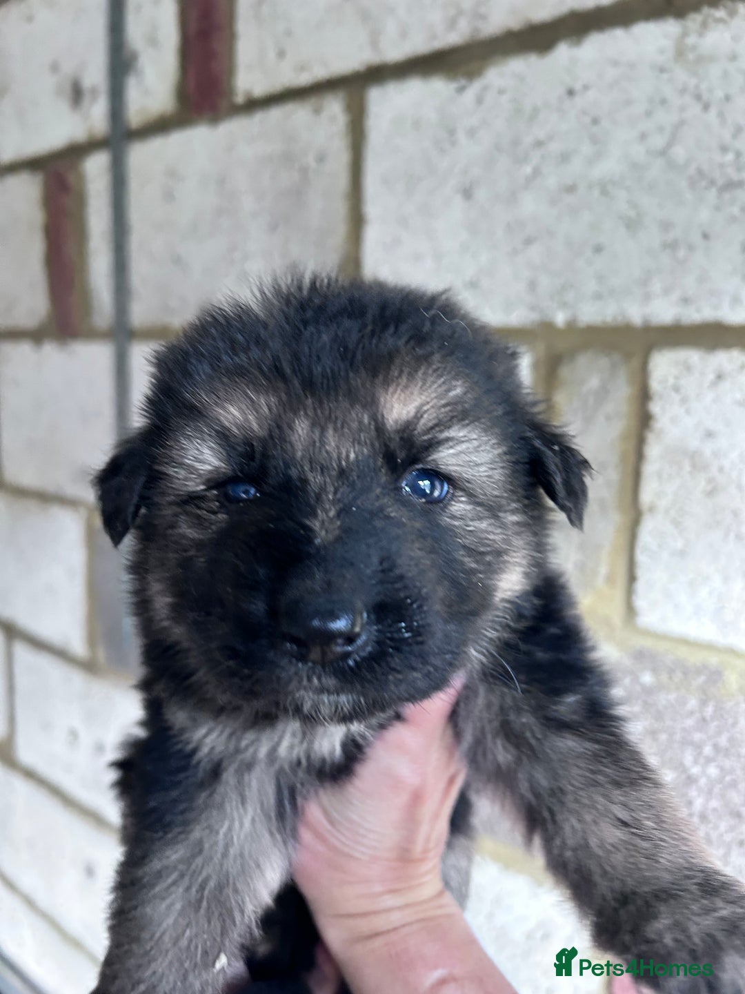 German Shepherd dogs for sale: German shepherd READY TO LEAVE - Advert 20