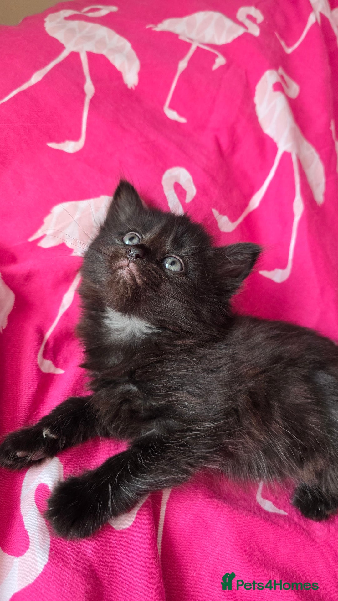Mixed Breed cats for sale: 5 Kittens for sale - Image 18