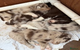 Border Collie dogs for sale: Beautiful Red Merle & Red Border Collie Puppies - Advert 5