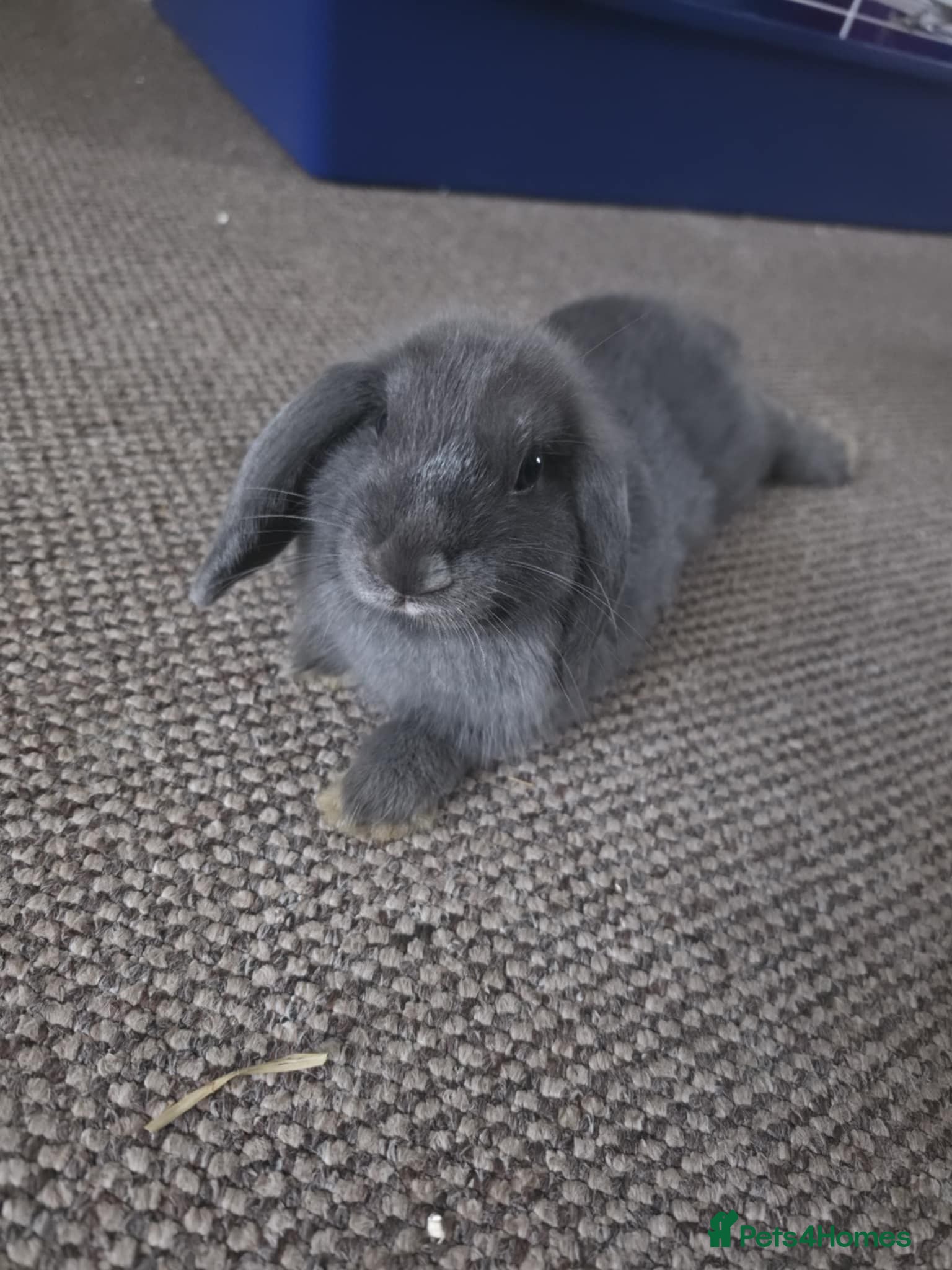 Mini Lop rabbits Comes with whole set up - Advert 6