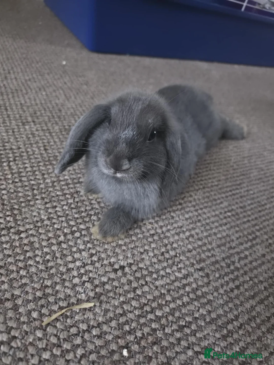 Mini Lop rabbits for sale: Comes with whole set up in Mansfield - Advert 1