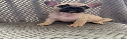 French Bulldog dogs for sale: FRENCH BULLDOG 🐶 - Advert 19