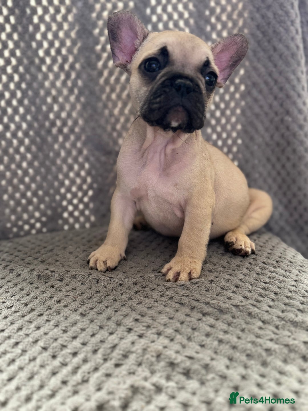 French Bulldog dogs for sale: FRENCH BULLDOG 🐶 - Advert 19