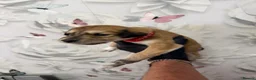 Saluki dogs for sale: DWKC registered Saluki puppies. - Advert 8