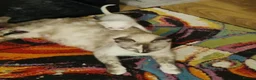 Siamese cats for sale: Flame point siamese  - Advert 6