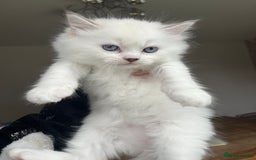 Persian cats for sale: Doll face Persian x - Image 19