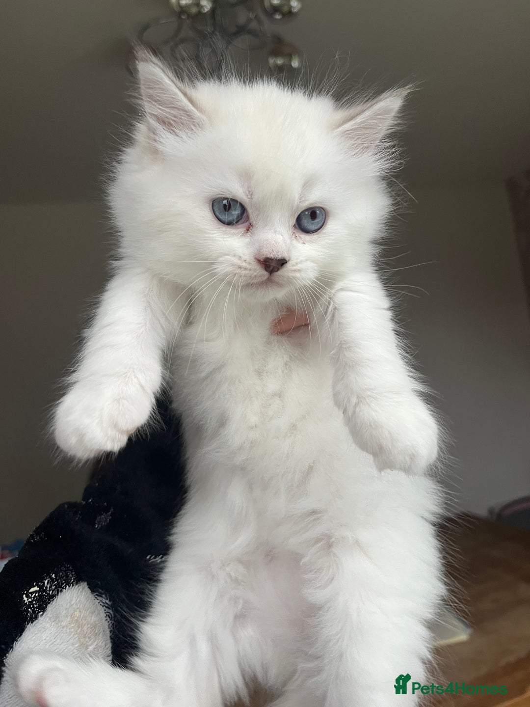 Persian cats for sale: Doll face Persian x - Image 19