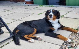 Bernese Mountain Dog dogs for sale: Bernese mountain dog  - Image 5
