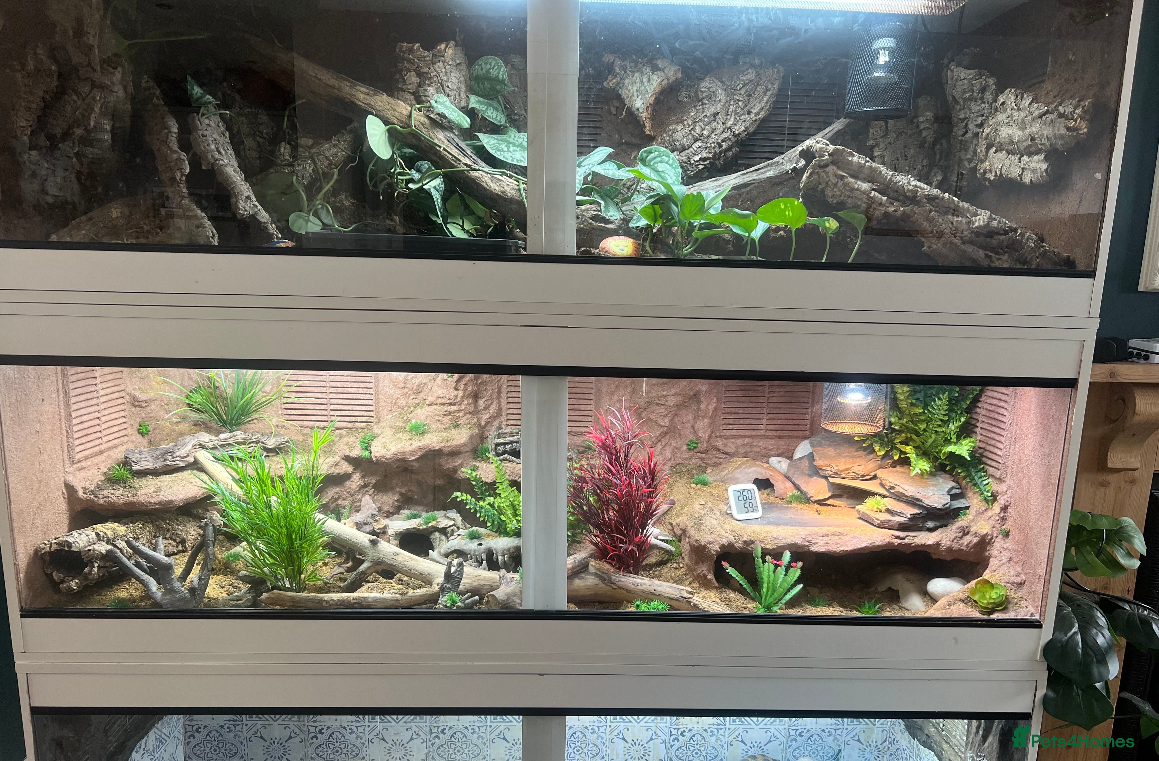 Leopard Gecko reptiles Leopard gecko and custom viv - Advert 2