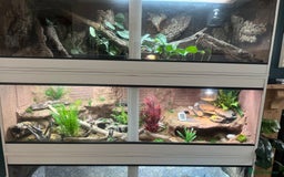 Leopard Gecko reptiles for sale: Leopard gecko and custom viv - Image 1