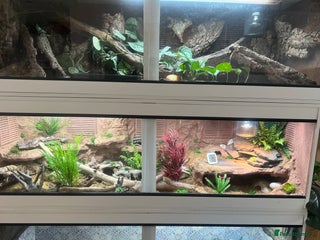 Leopard Gecko reptiles - Advert 1