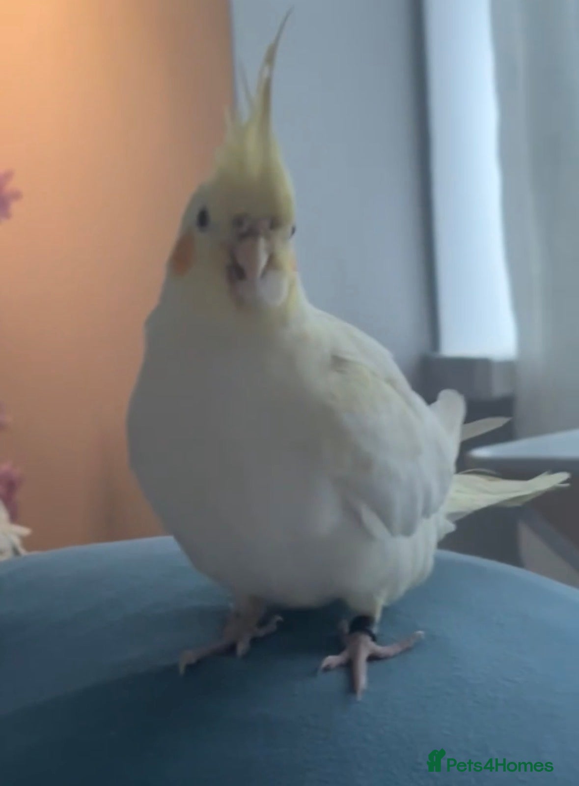 Cockatiels birds Urgent! Male Cockatiel for sale - Advert 1