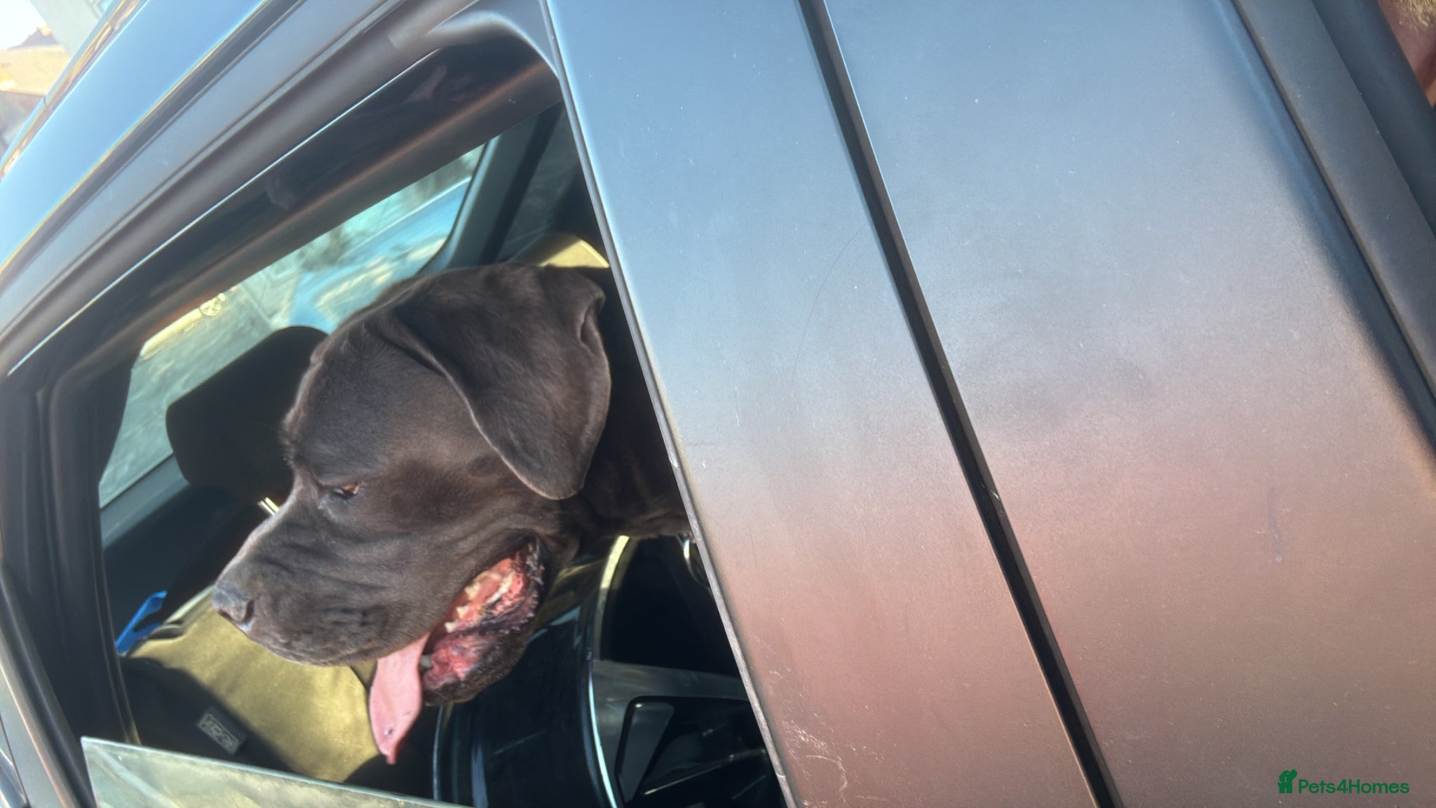 Cane Corso dogs Beautiful cane corso for sale  - Advert 2