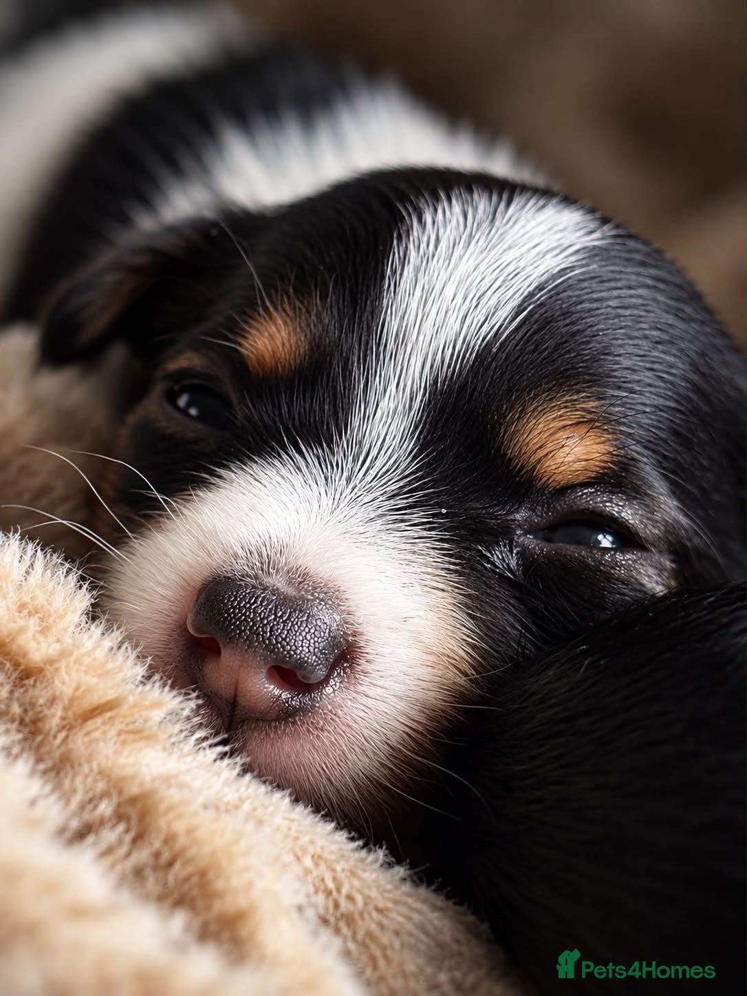 Jack Russell dogs Stunning Jack Russell puppies - Advert 2