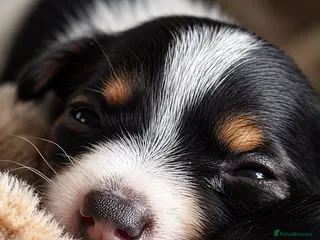 Jack Russell dogs Stunning Jack Russell puppies - Advert 2