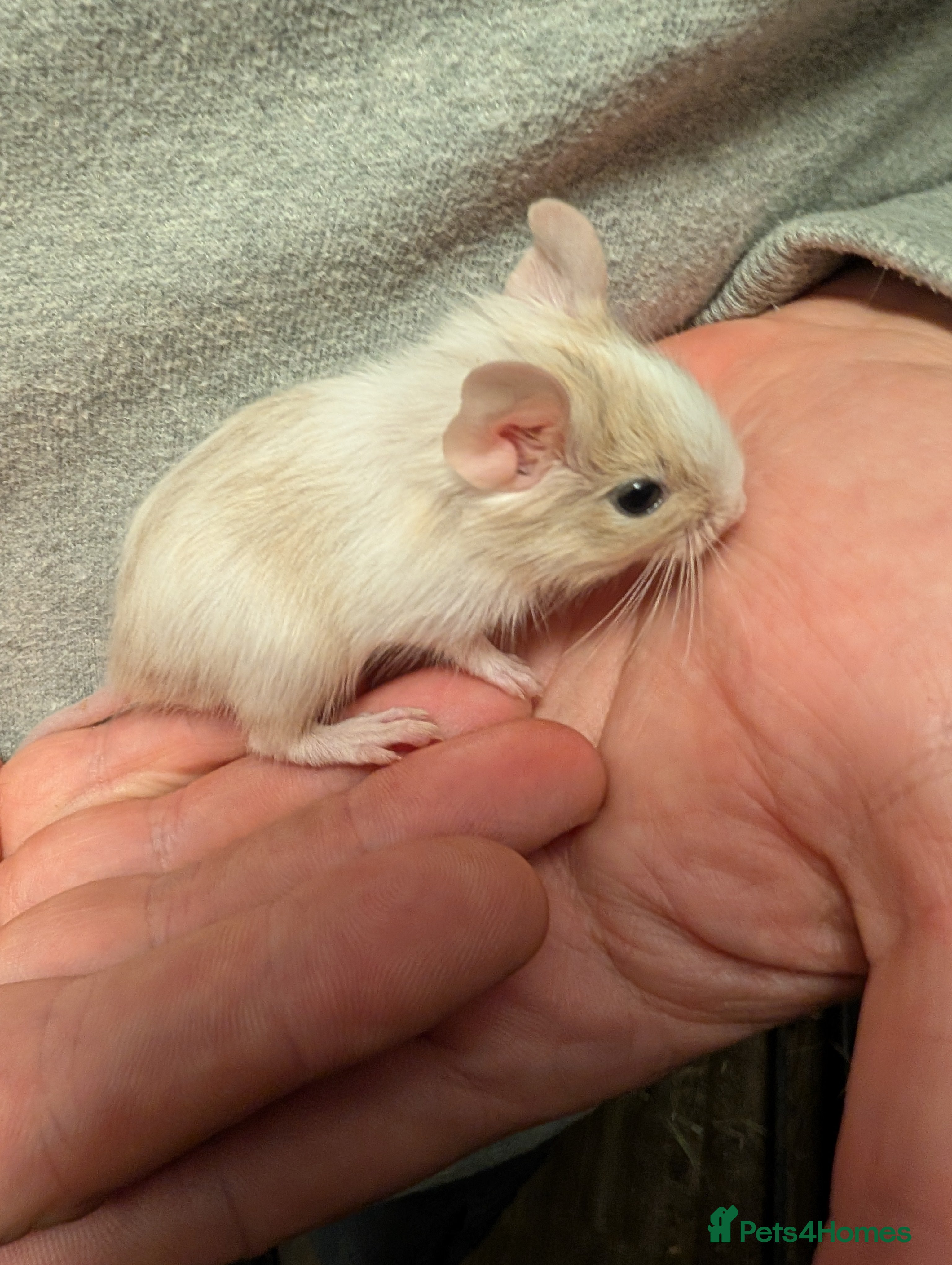 Degus rodents Lovely Degus available to reserve - Advert 1