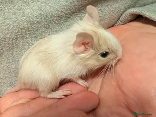 Degus rodents Lovely Degus available to reserve - Advert 1