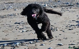 Standard Poodle dogs for sale: 2 and a half year old standard poodle  - Image 2