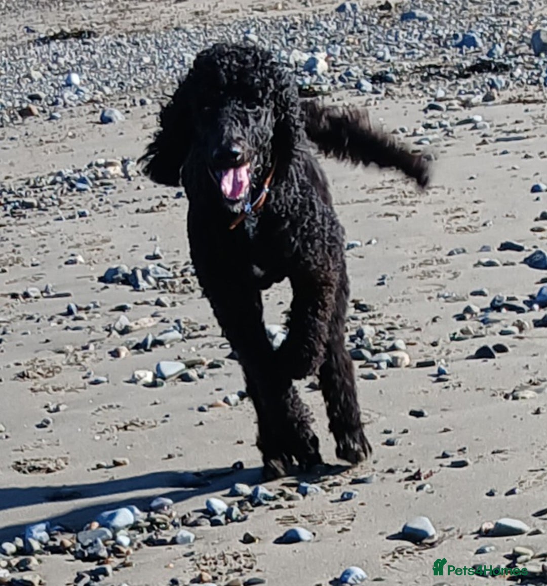 Standard Poodle dogs for sale: 2 and a half year old standard poodle  - Image 2