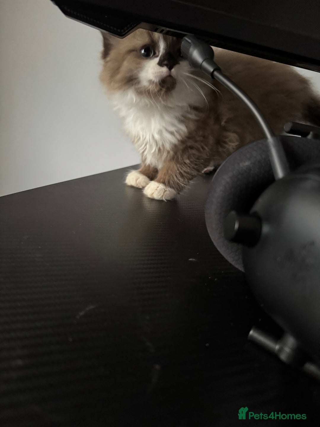 Mixed Breed cats for sale: Loved Kitten Looking for a Forever Home - Advert 6