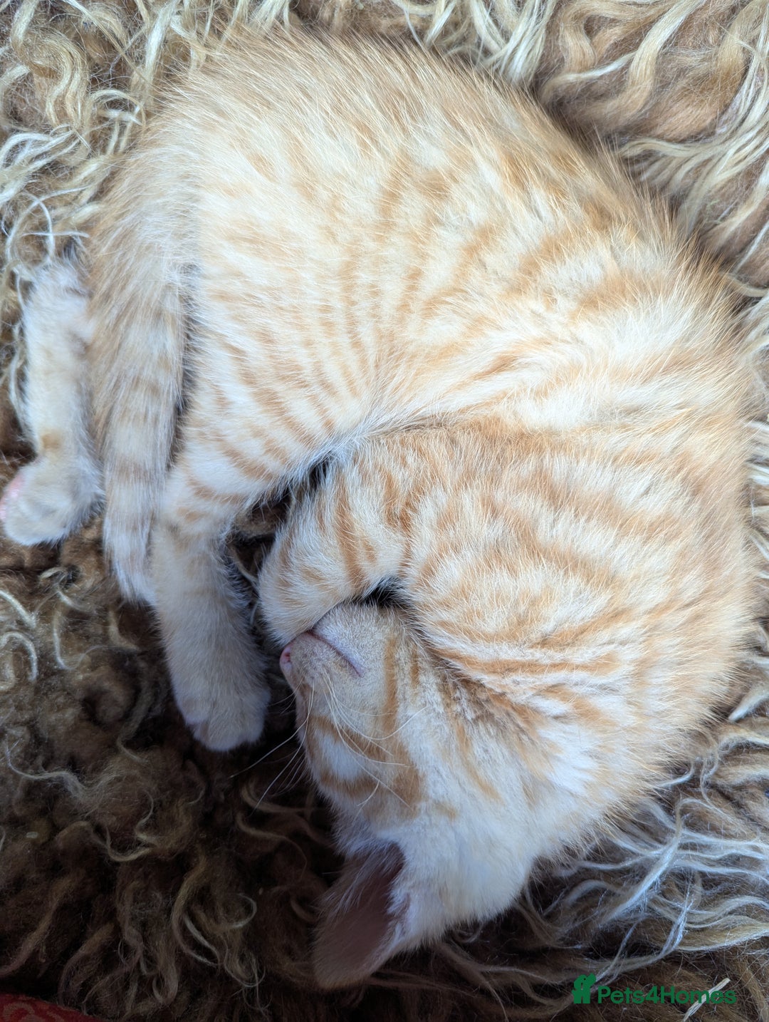 Mixed Breed cats for sale: Two beautiful ginger boys - Image 8