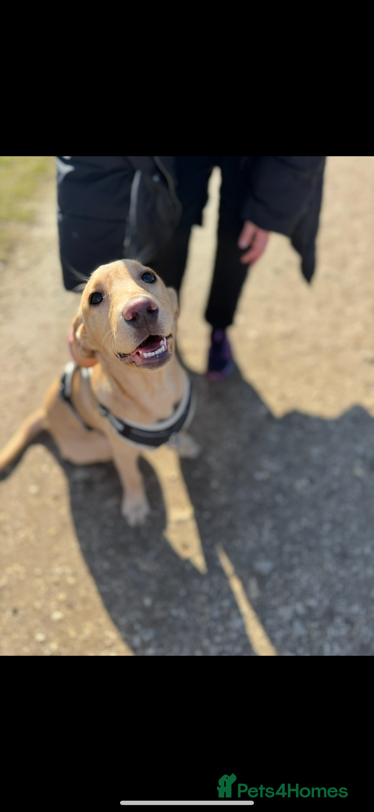 Labrador Retriever dogs Maisie  - Advert 1