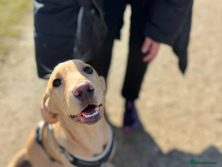 Labrador Retriever dogs Maisie - Advert 2