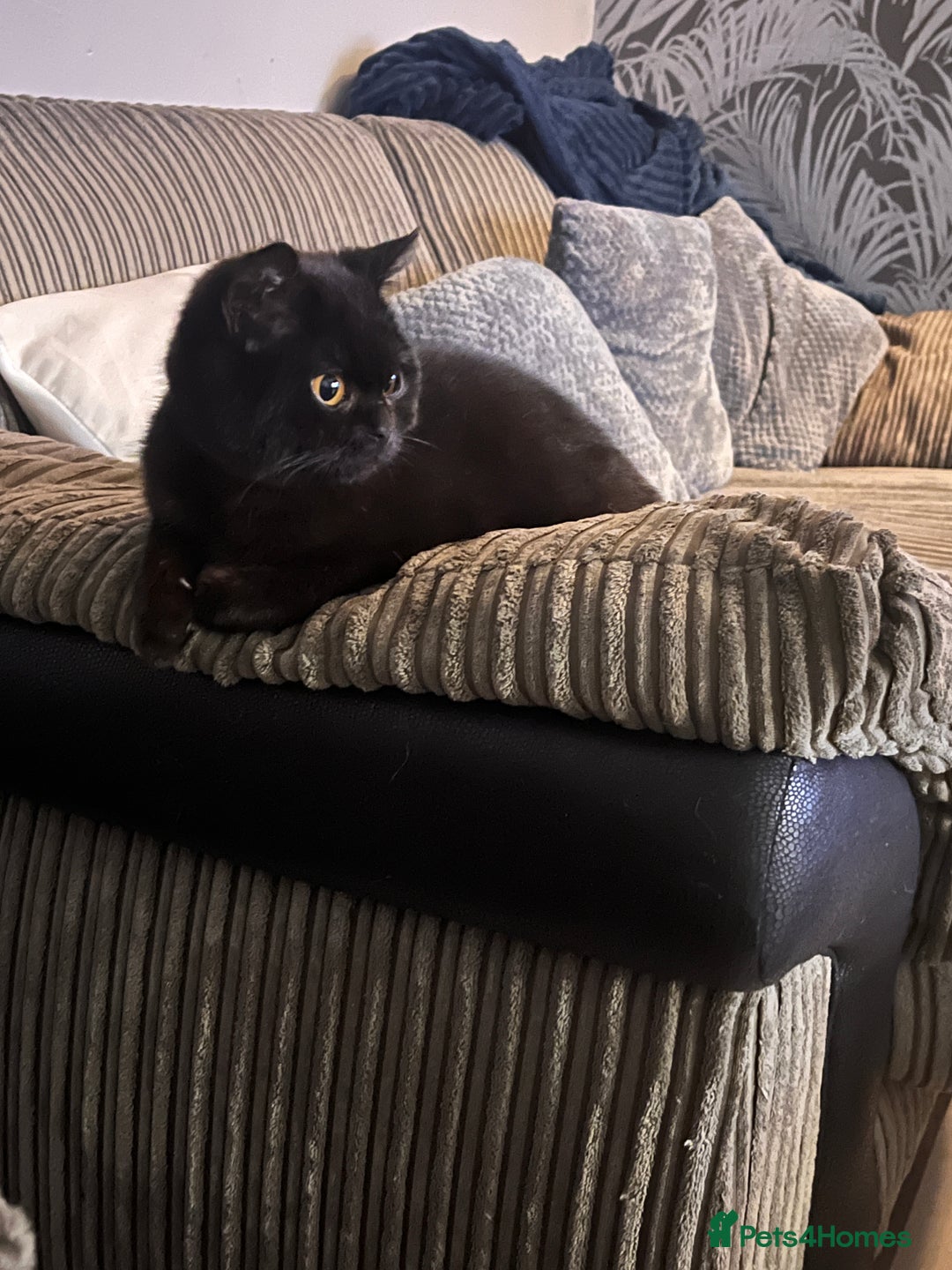 British Shorthair cats for sale: British shorthair male  - Image 4