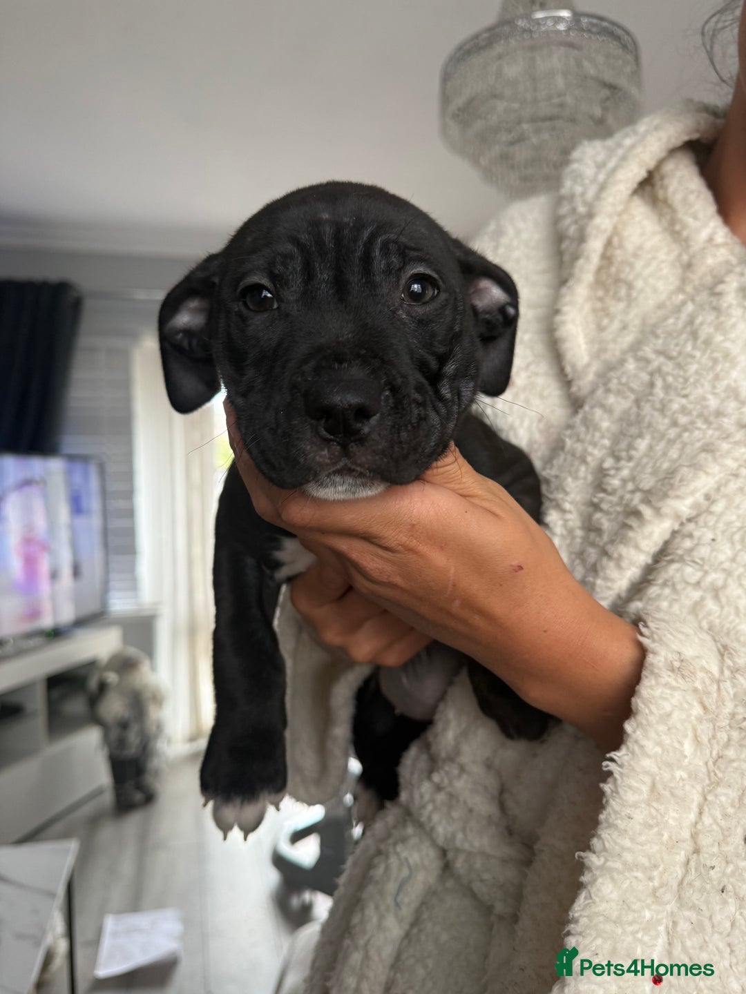 Mixed Breed dogs for sale: 2 beautiful little girls cane corse/ staff - Advert 4