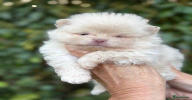 Pomeranian dogs - Advert 4