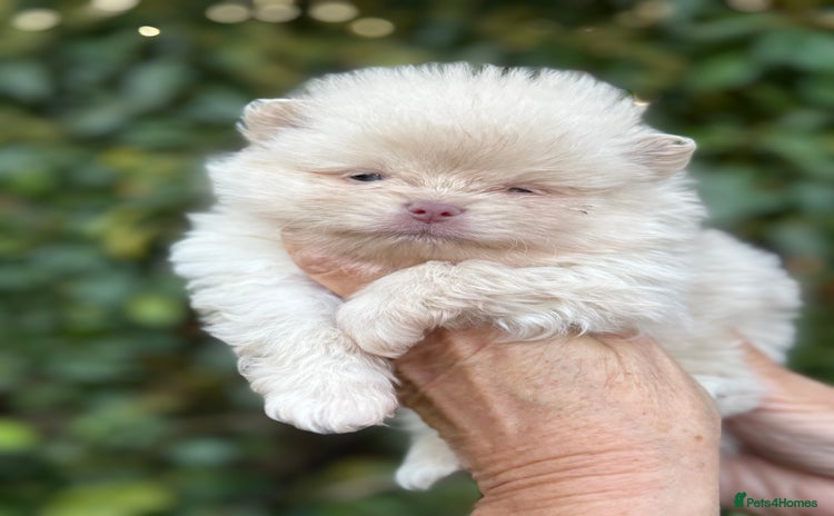 Pomeranian dogs - Advert 12