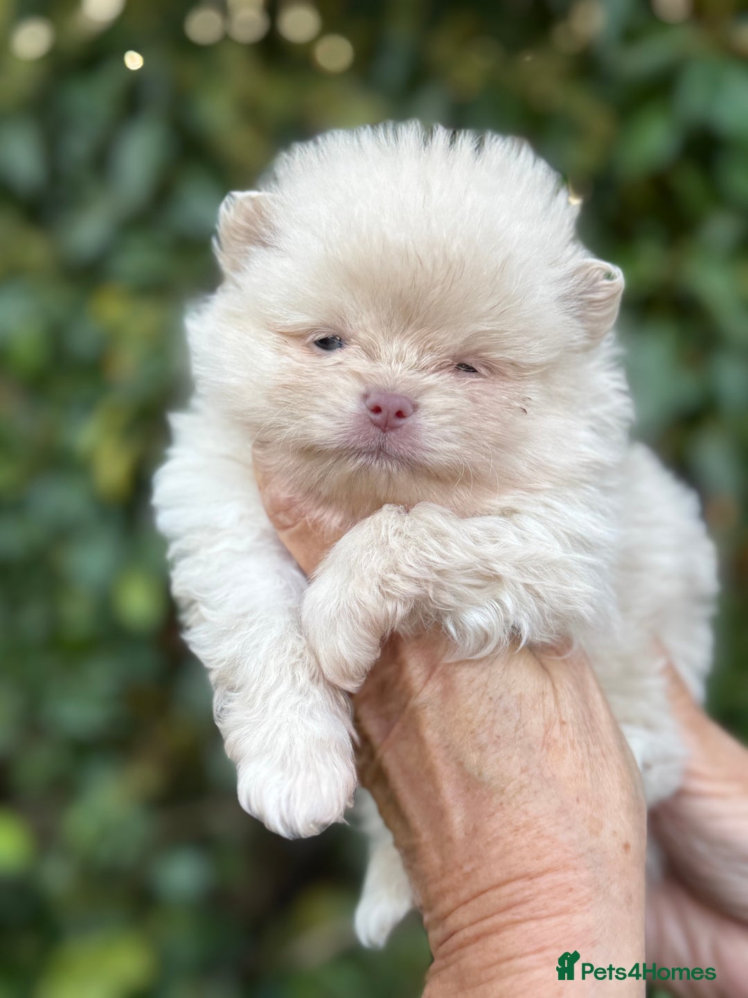 Pomeranian dogs for sale: BEAUTIFUL POMERANIAN BOYS 🧸 FACED PUPPIES!! - Image 1