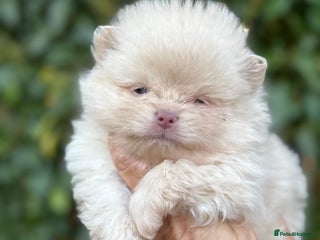 Pomeranian dogs - Advert 8