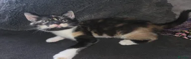 Calico