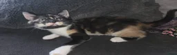 Mixed Breed cats for sale: 4 gorgeous kittens for sale - Advert 2