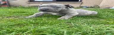 Bandog 1