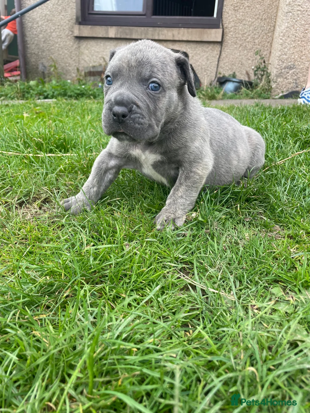 Bandog dogs for sale: Boerboel mastiff  - Advert 3