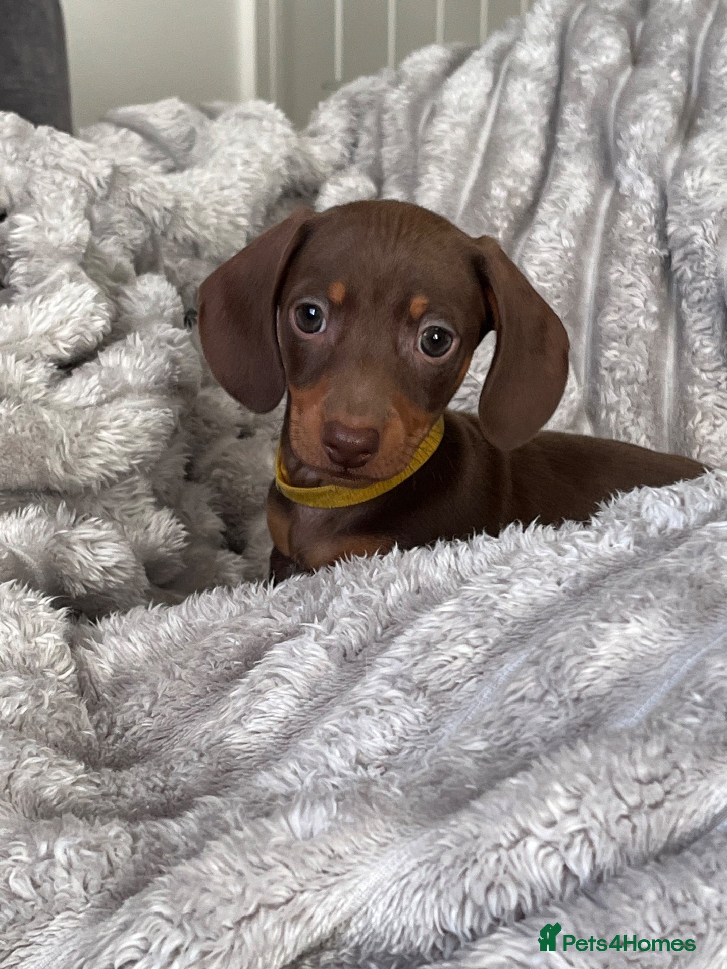 Miniature Dachshund dogs 3 lovely miniature dachshund boys READY TUESDAY  - Advert 15