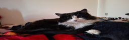 Mixed Breed cats for sale: Shadow - Advert 4