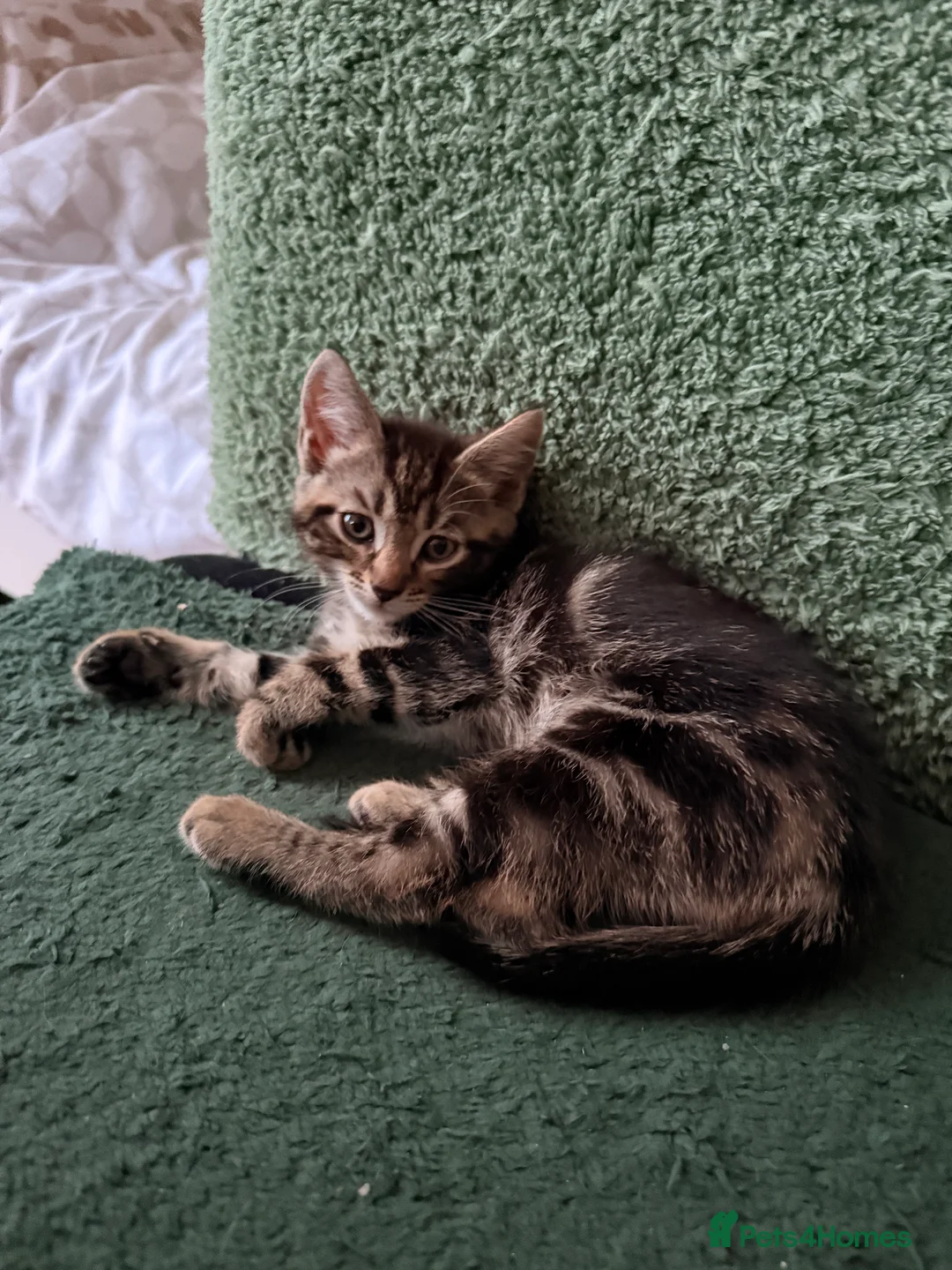 British Longhair cats for sale: Four adorable kittens! - Advert 5