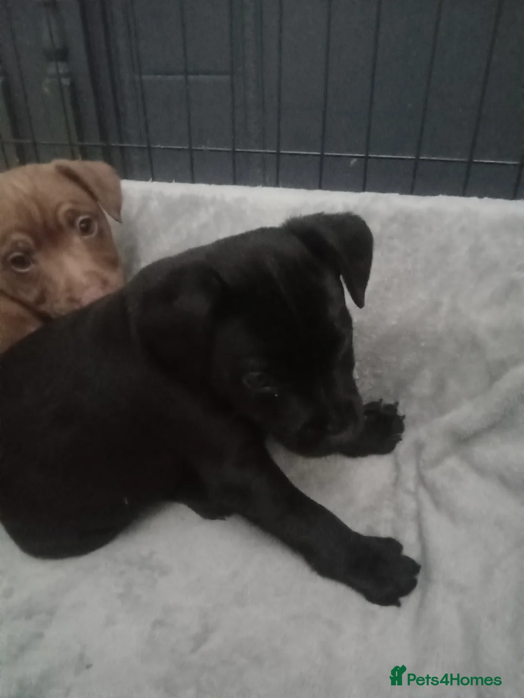 Patterdale Terrier dogs for sale: PATTERDALE PUPS FOR SALE READDY NOW  in Birkenhead - Advert 18