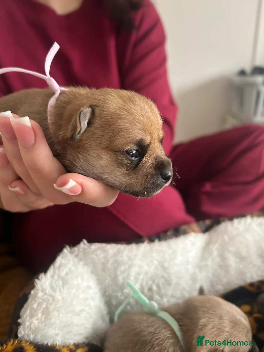 Pomchi dogs for sale: Beautiful Pomchi girls - Advert 26