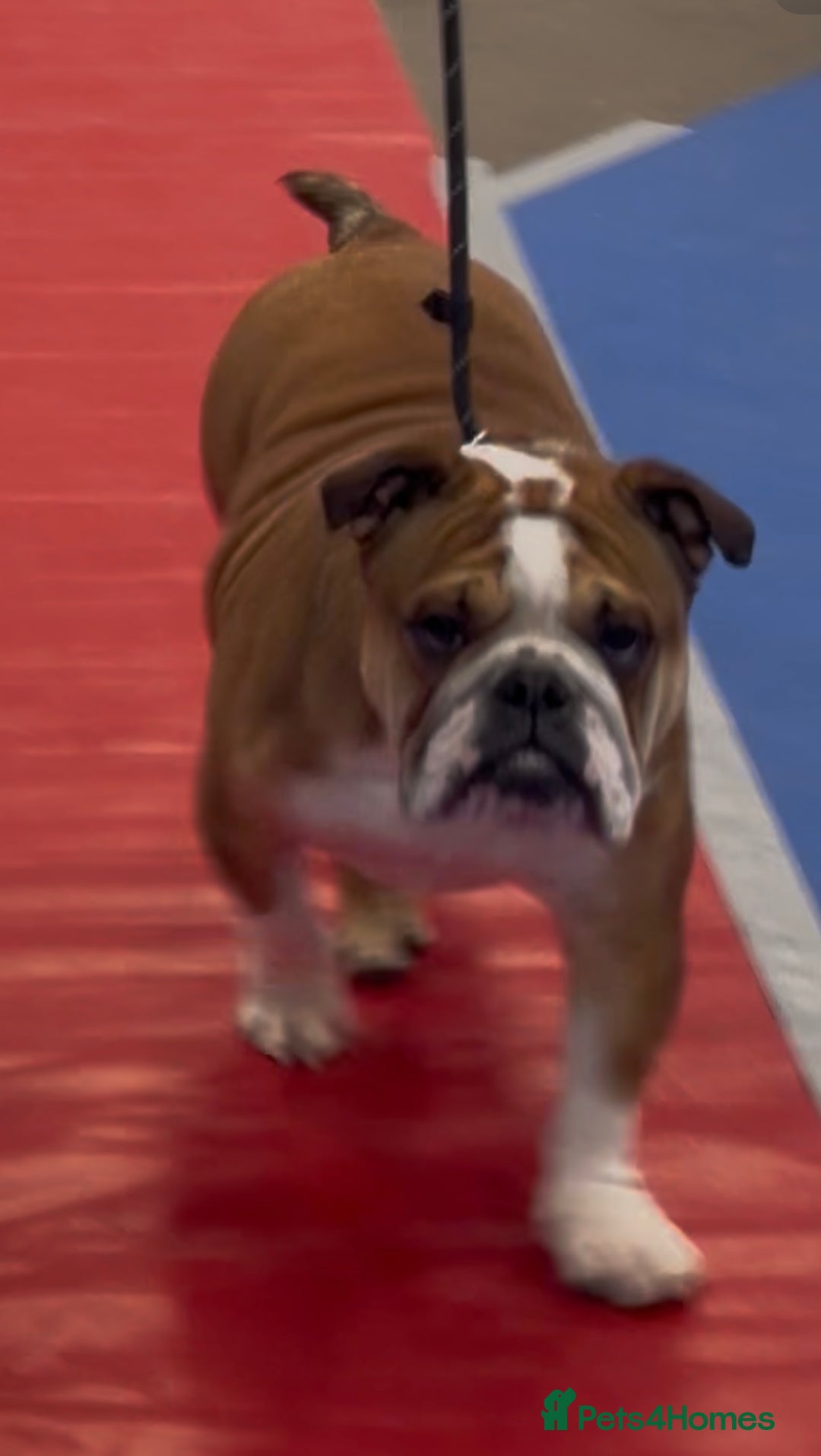 English Bulldog dogs for sale: English bulldog  - Advert 2