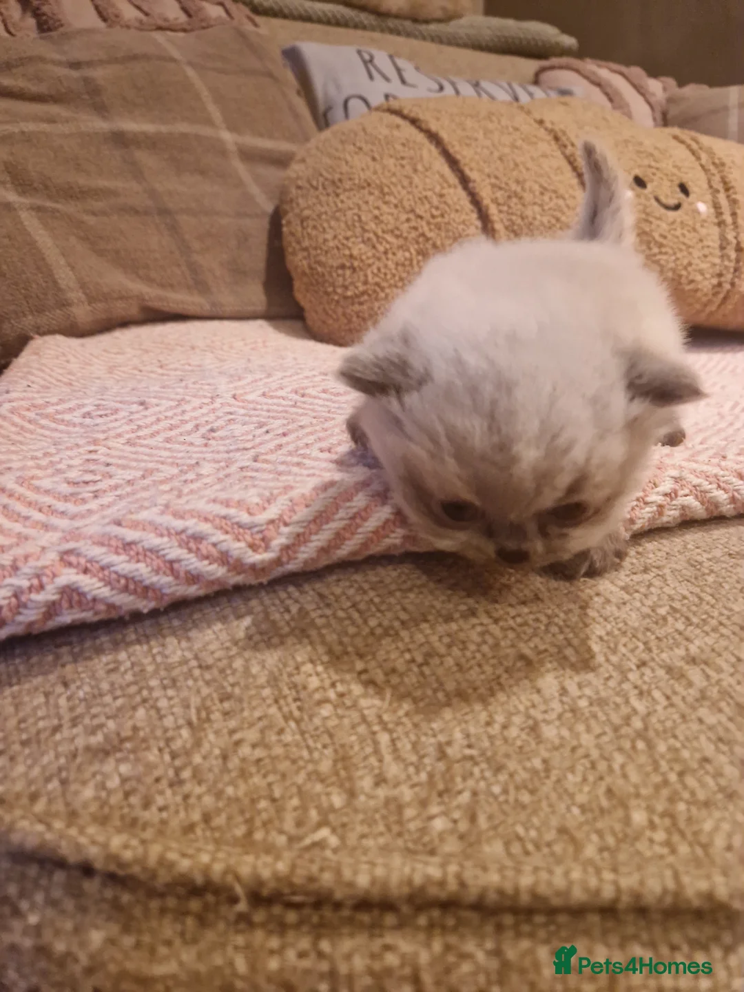 British Shorthair cats for sale: Beutiful British shorthair kittens  - Advert 2