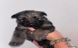 German Shepherd dogs for sale: Beautiful German Shepard puppies - Image 9