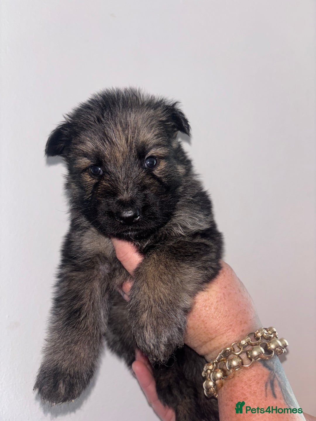 German Shepherd dogs for sale: Beautiful German Shepard puppies - Image 9