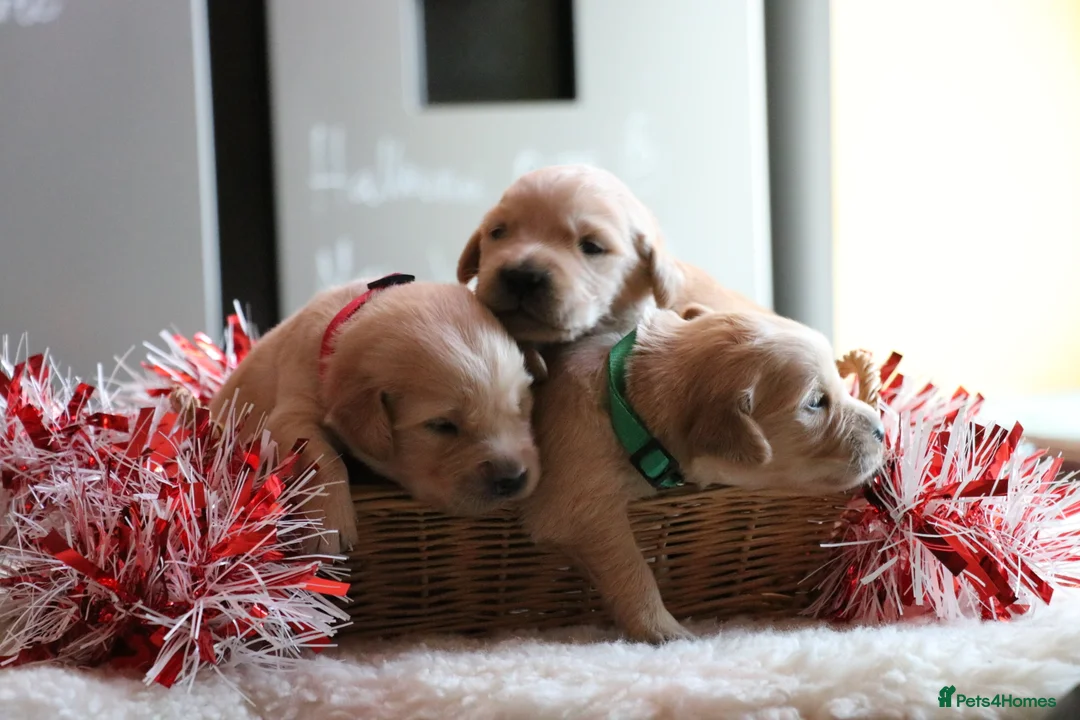 Golden Retriever dogs for sale: LITTLE BUNS - Advert 21