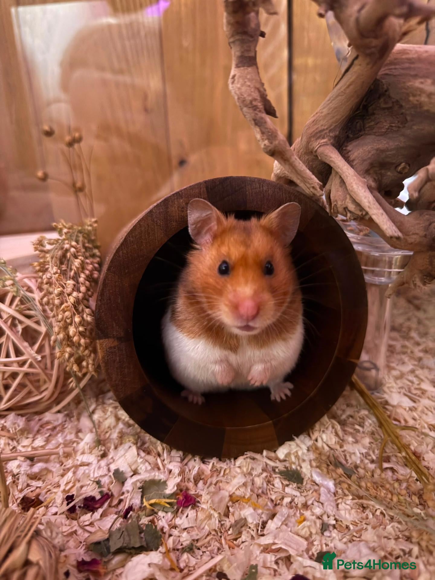Hamster rodents Syrian hamster  - Advert 1